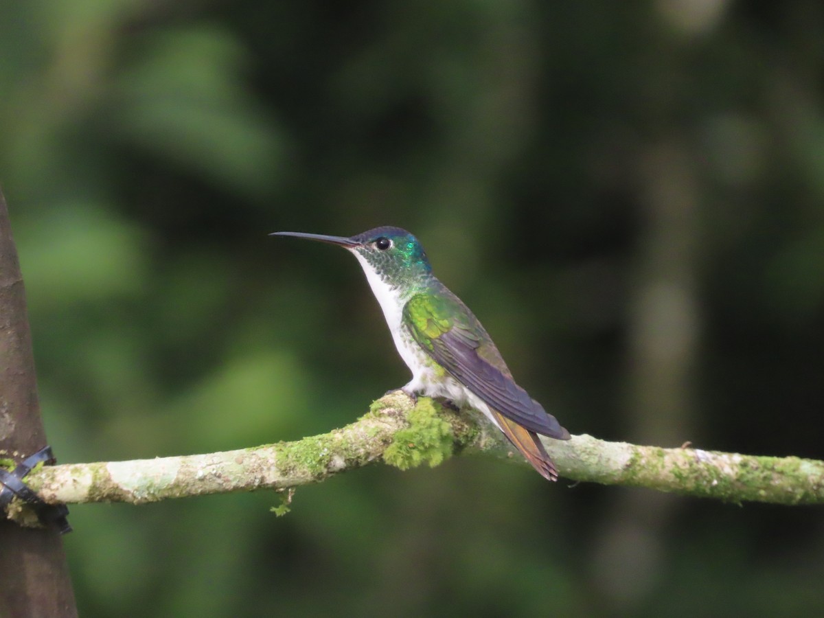 andeskolibri - ML644723469