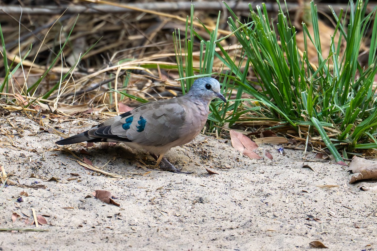 Palomita Aliverde - ML644723471