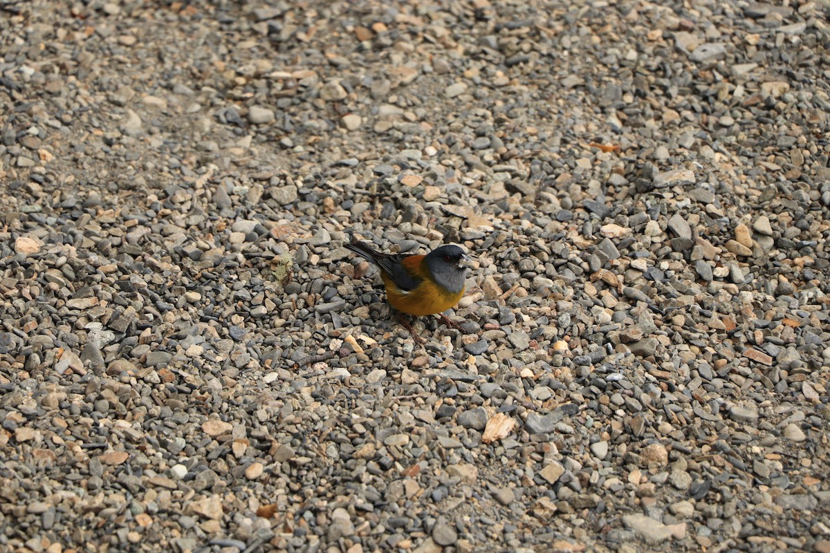 Patagonian Sierra Finch - ML644723472