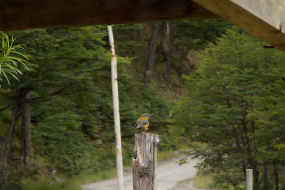 Patagonian Sierra Finch - ML644723473