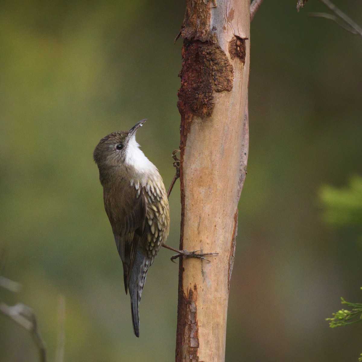 White-throated Treecreeper - ML644723480