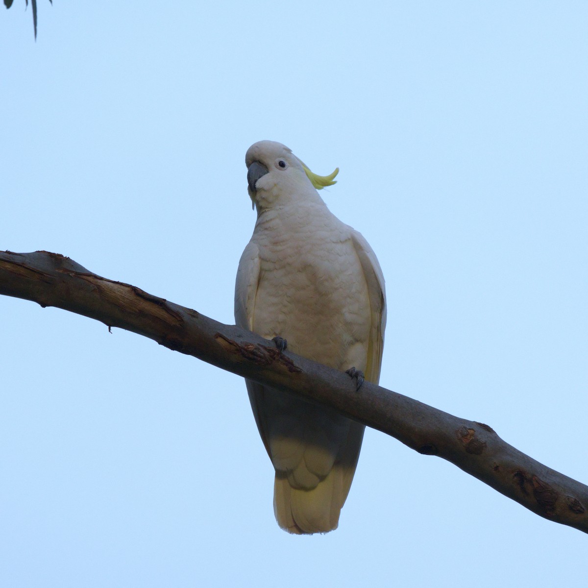 Sulphur-crested Cockatoo - ML644723485