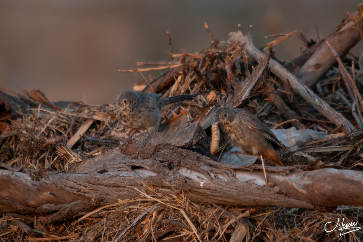 Canyon Towhee - ML644723486