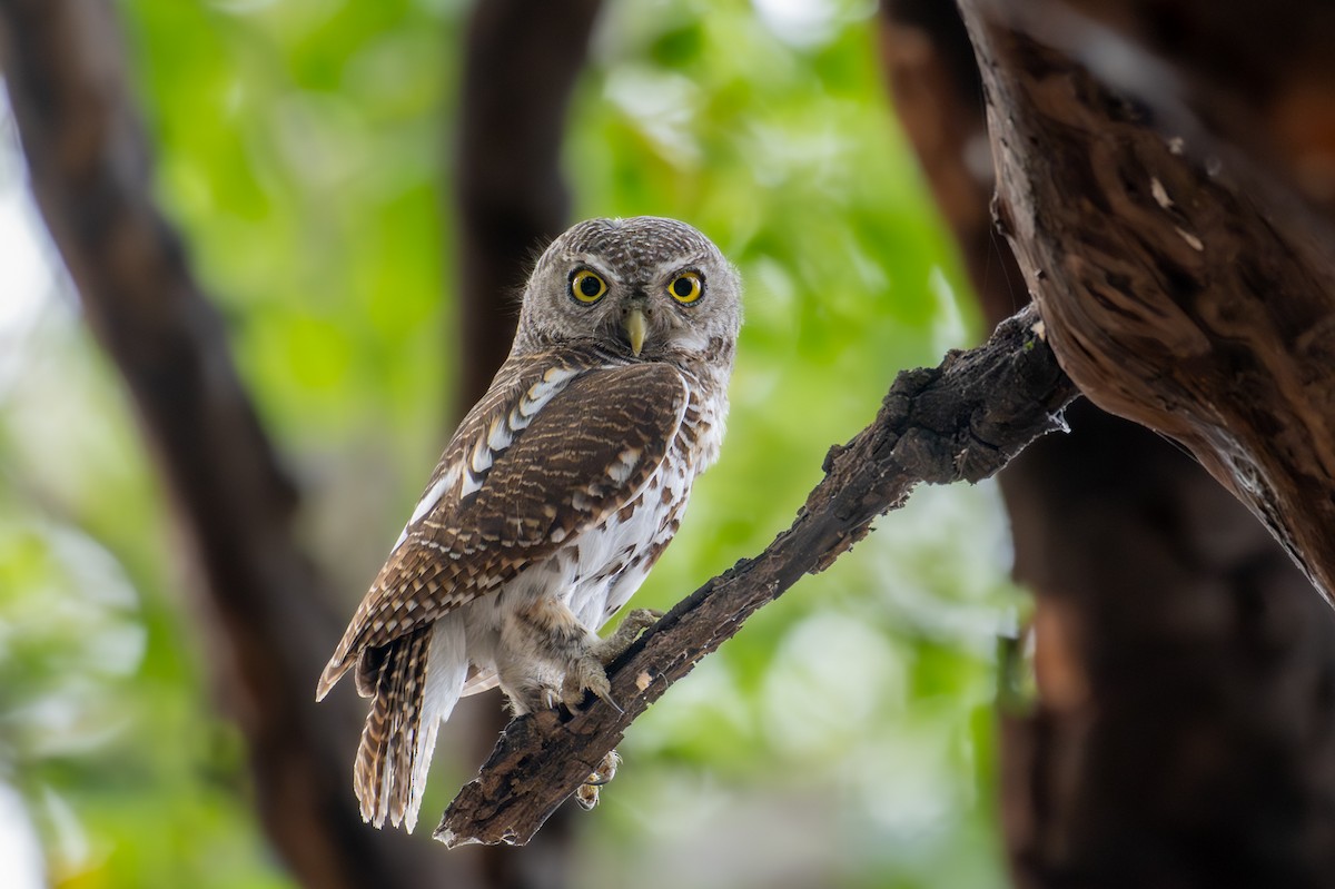 Pearl-spotted Owlet - ML644723487
