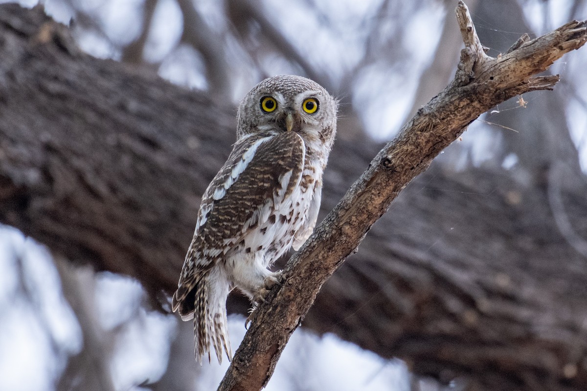 Pearl-spotted Owlet - ML644723488