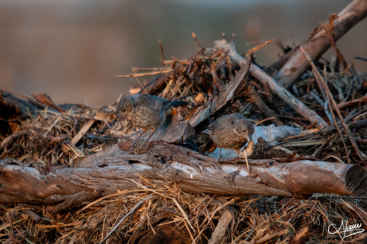 Canyon Towhee - ML644723490