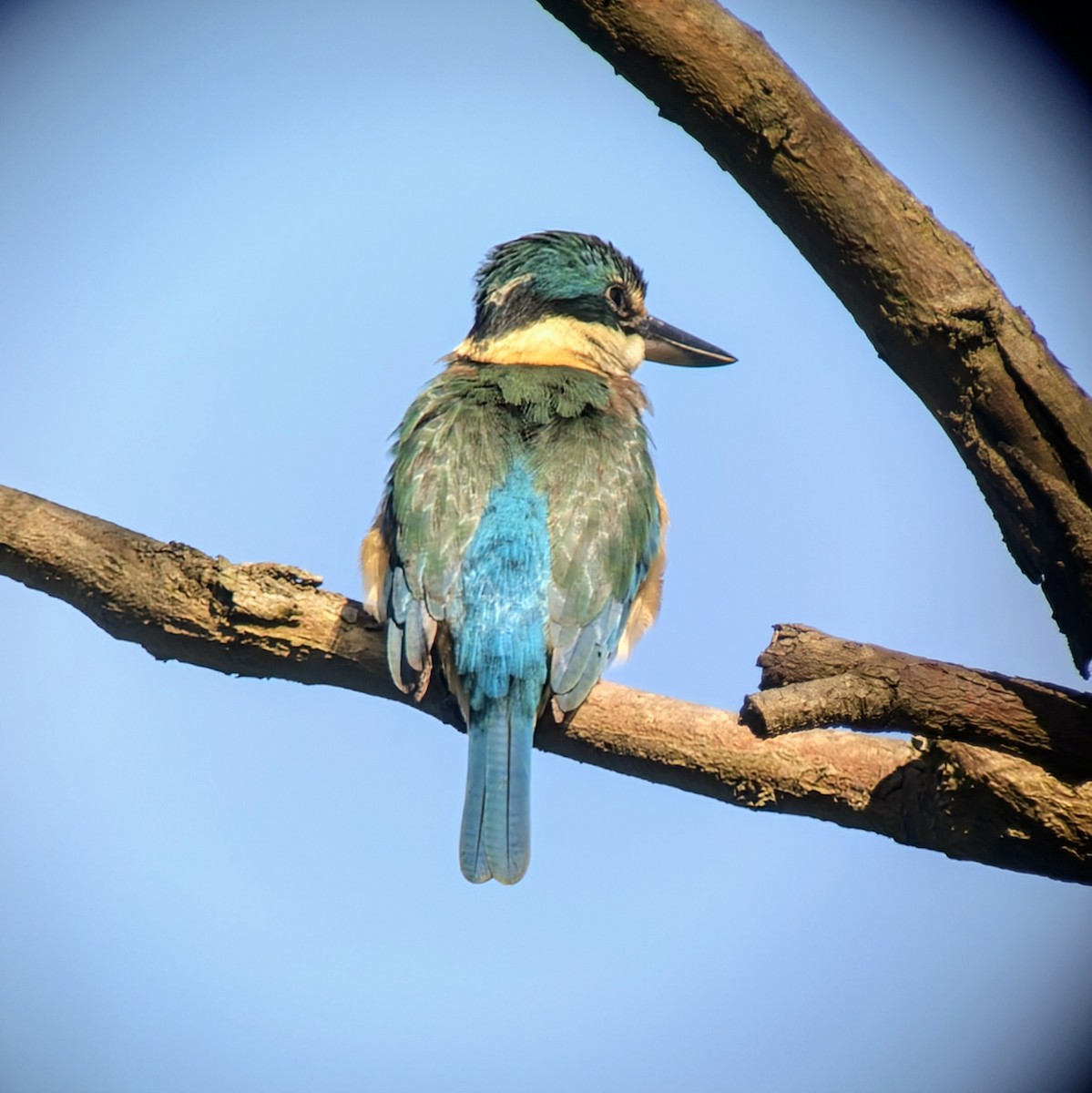 Sacred Kingfisher - ML644723491