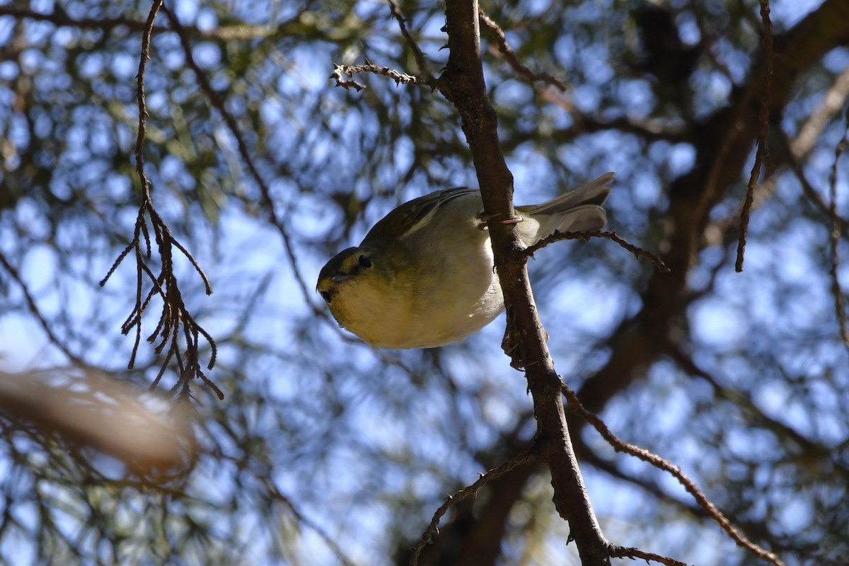 Червоїд світлобровий - ML644723508