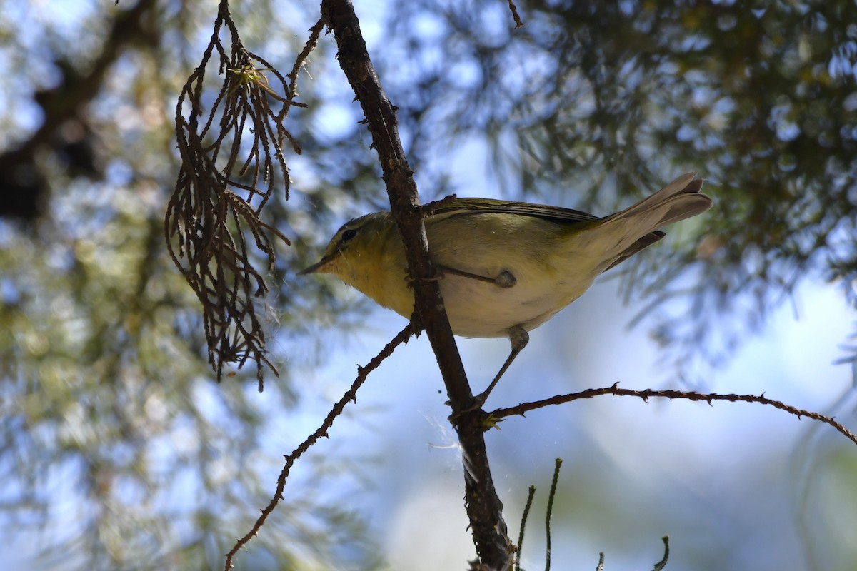 Червоїд світлобровий - ML644723509