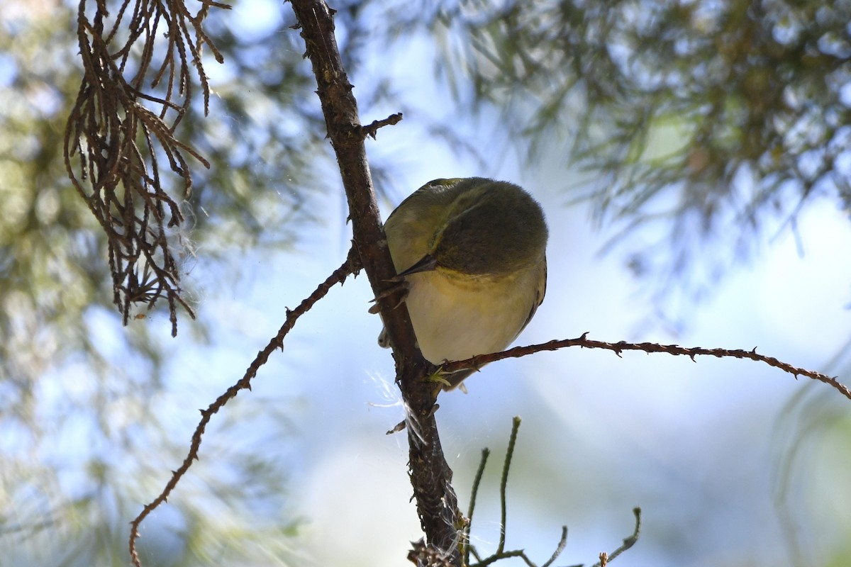 Червоїд світлобровий - ML644723510