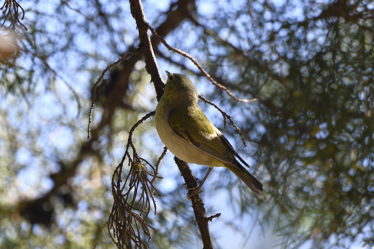 Червоїд світлобровий - ML644723511