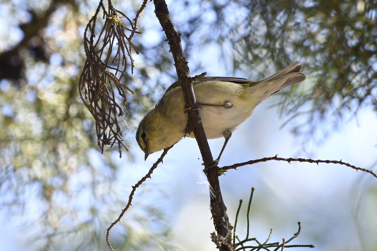 Червоїд світлобровий - ML644723512
