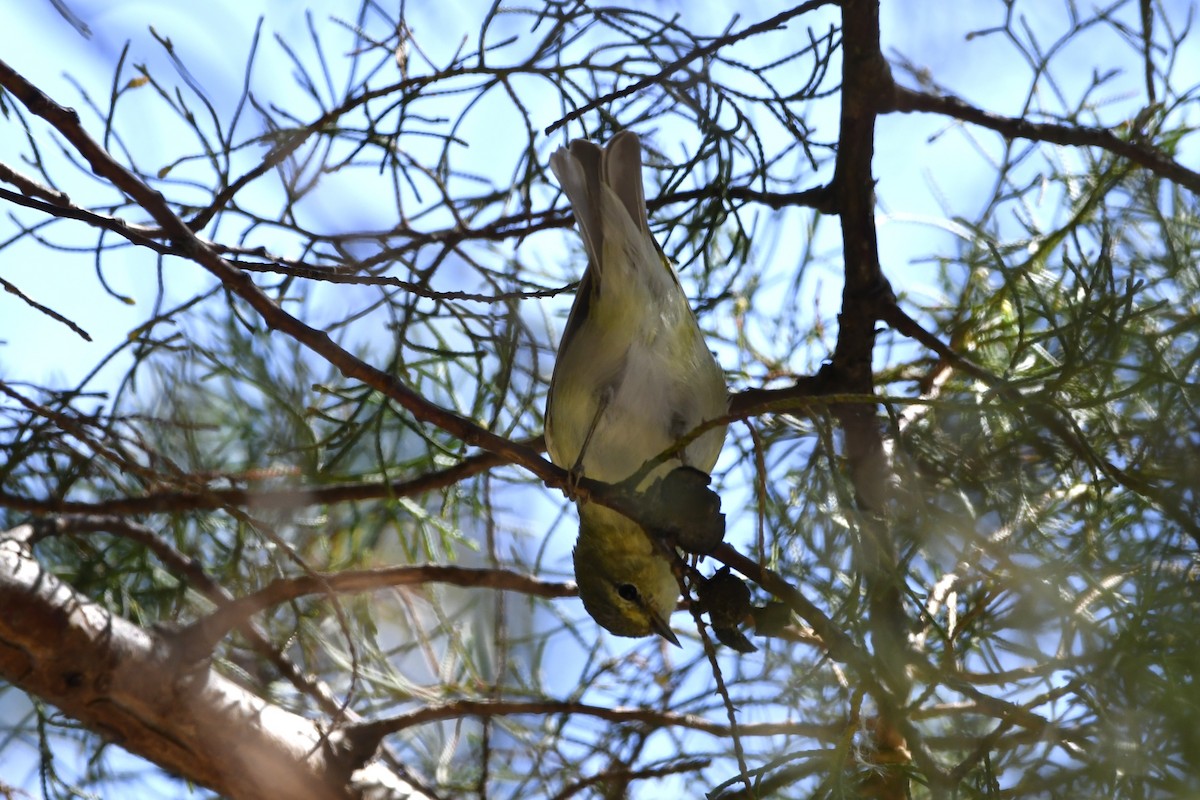 Червоїд світлобровий - ML644723513