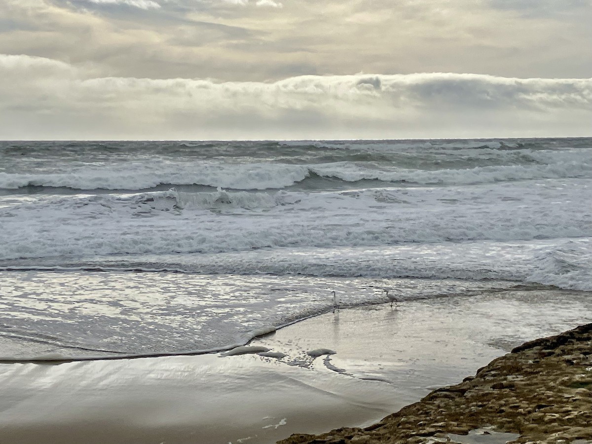 Snowy Egret - ML644723514