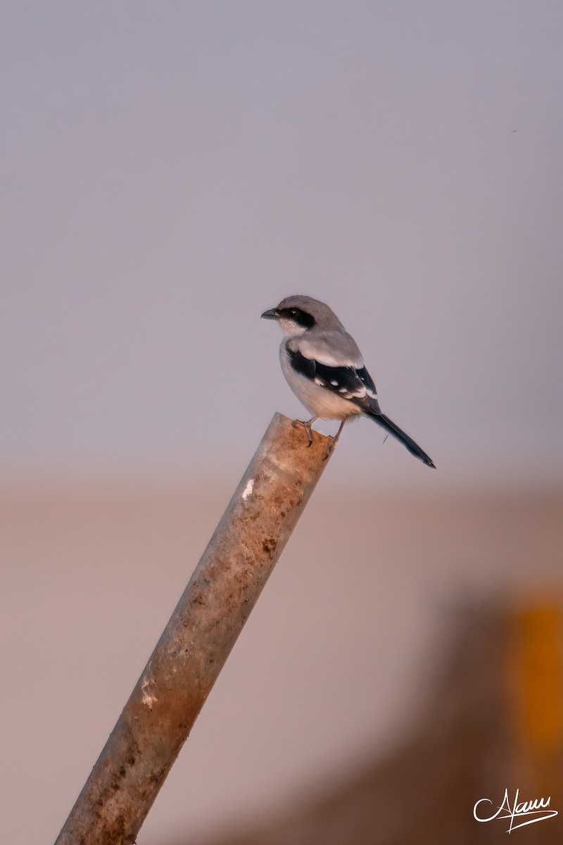 Loggerhead Shrike - ML644723518