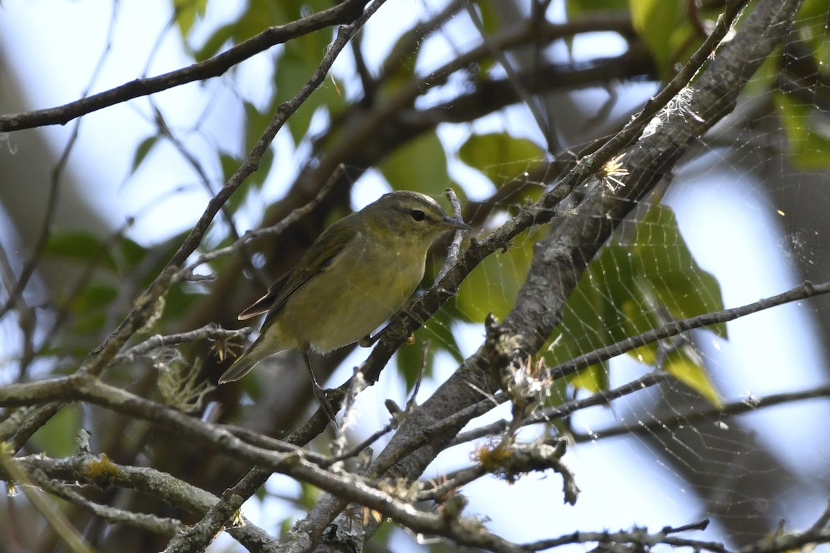 Червоїд світлобровий - ML644723531