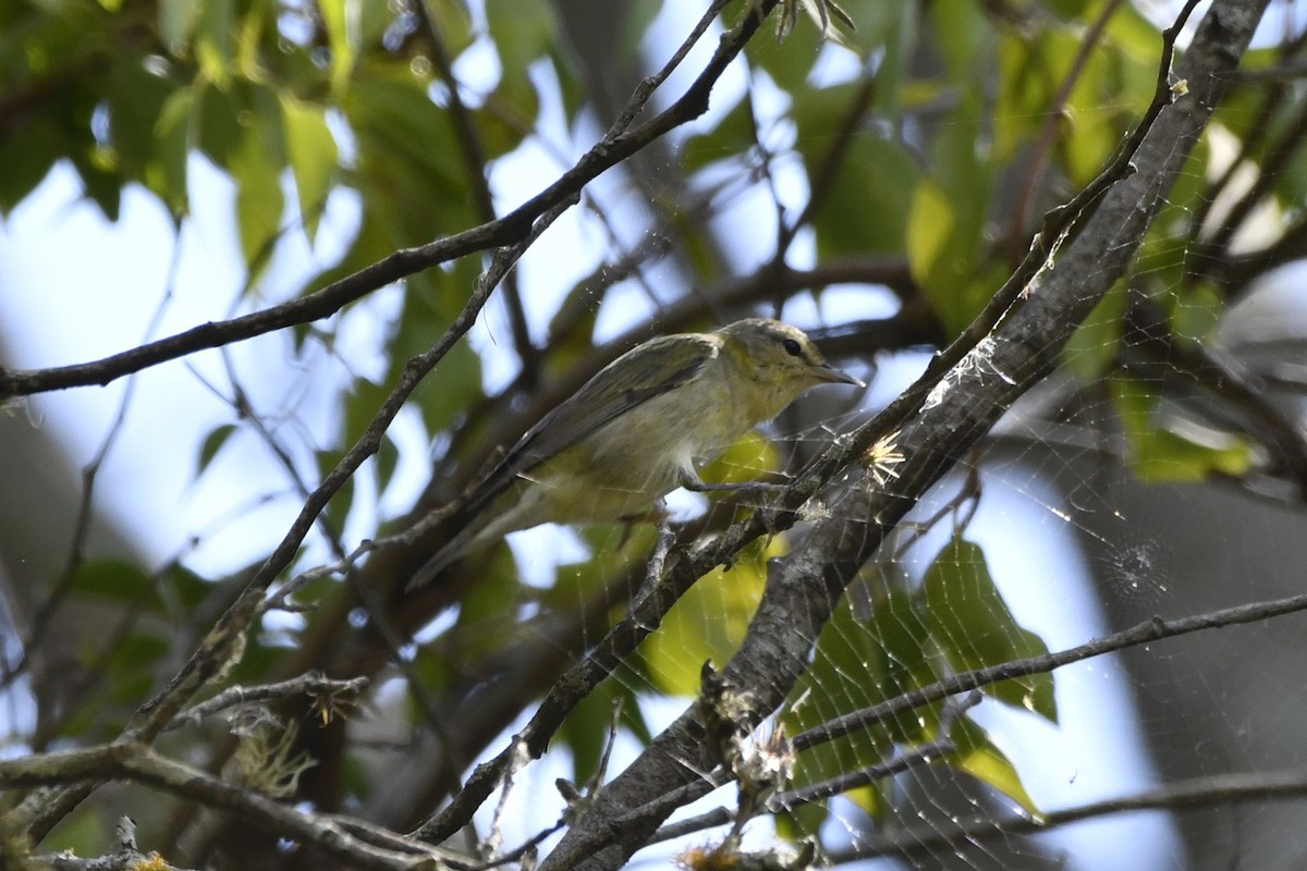 Червоїд світлобровий - ML644723532