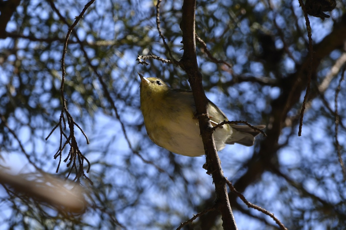 Червоїд світлобровий - ML644723534