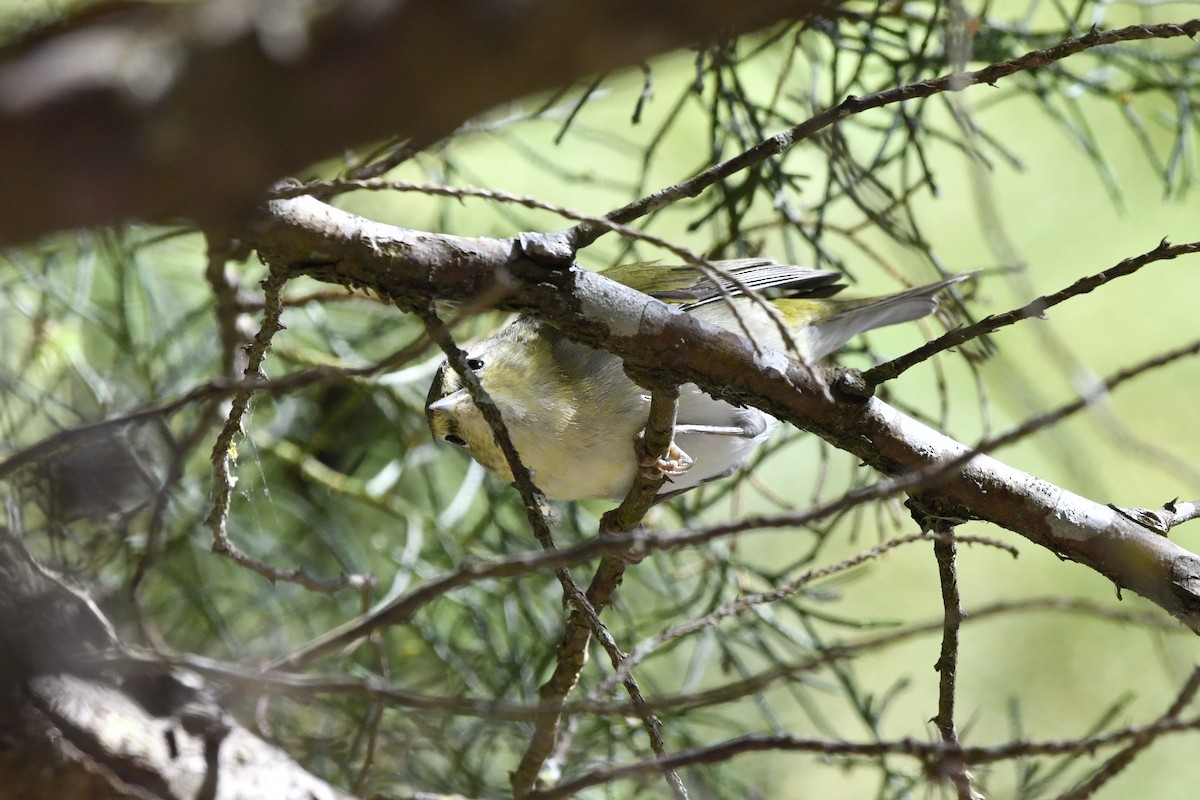 Червоїд світлобровий - ML644723535