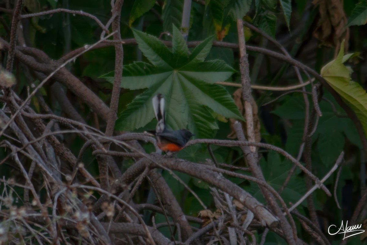 Slate-throated Redstart - ML644723536