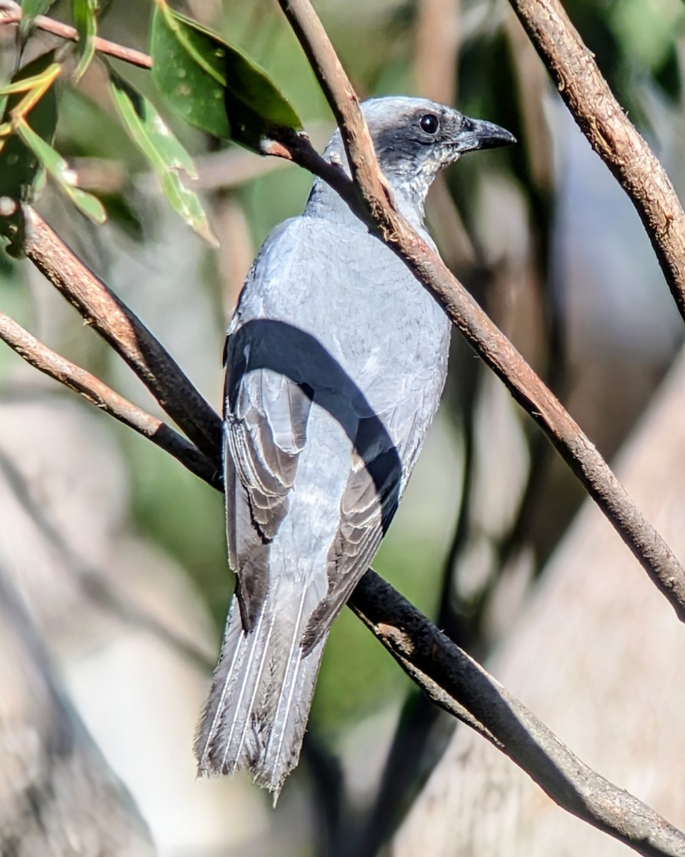 Black-faced Cuckooshrike - ML644723538
