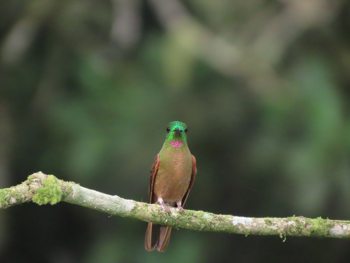 brunbrystbriljant - ML644723540