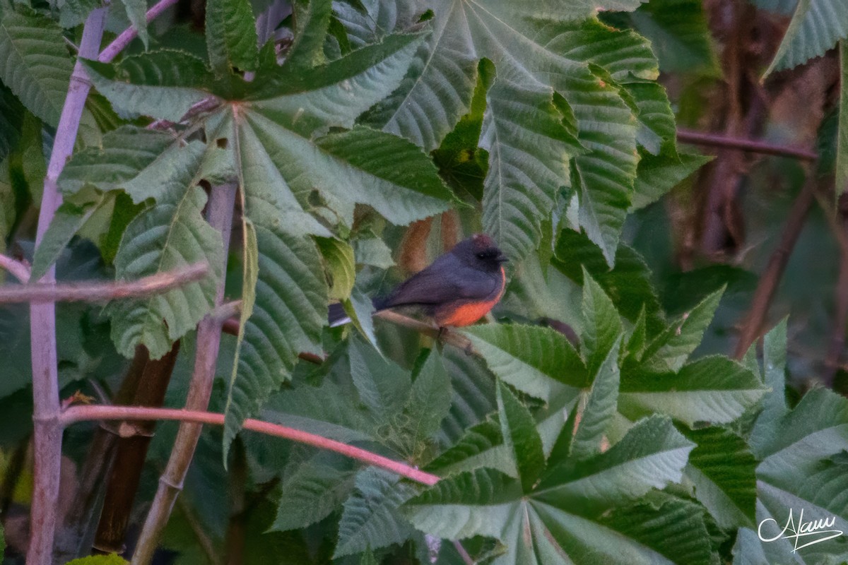 Slate-throated Redstart - ML644723541