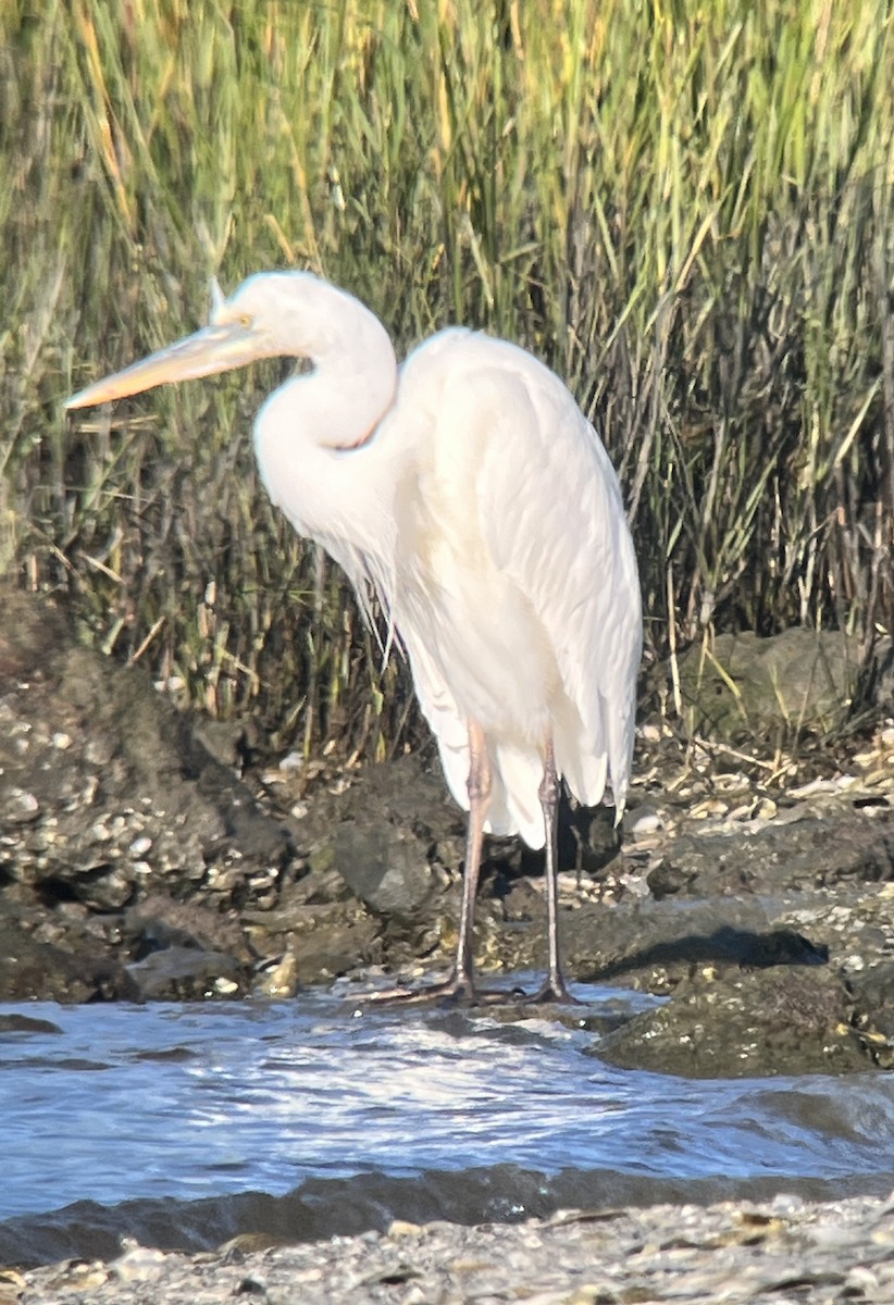 Kanadareiher (occidentalis) - ML644723542