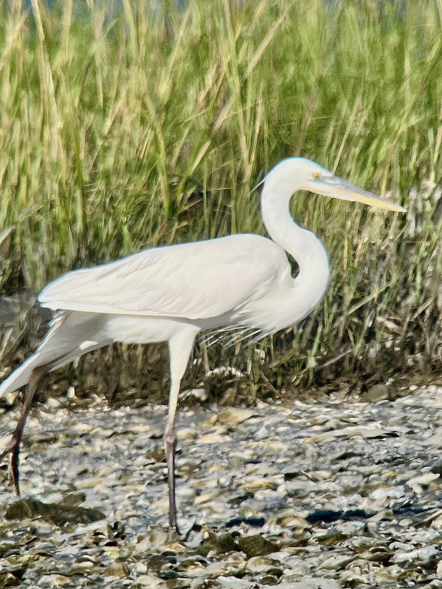 Kanadareiher (occidentalis) - ML644723543