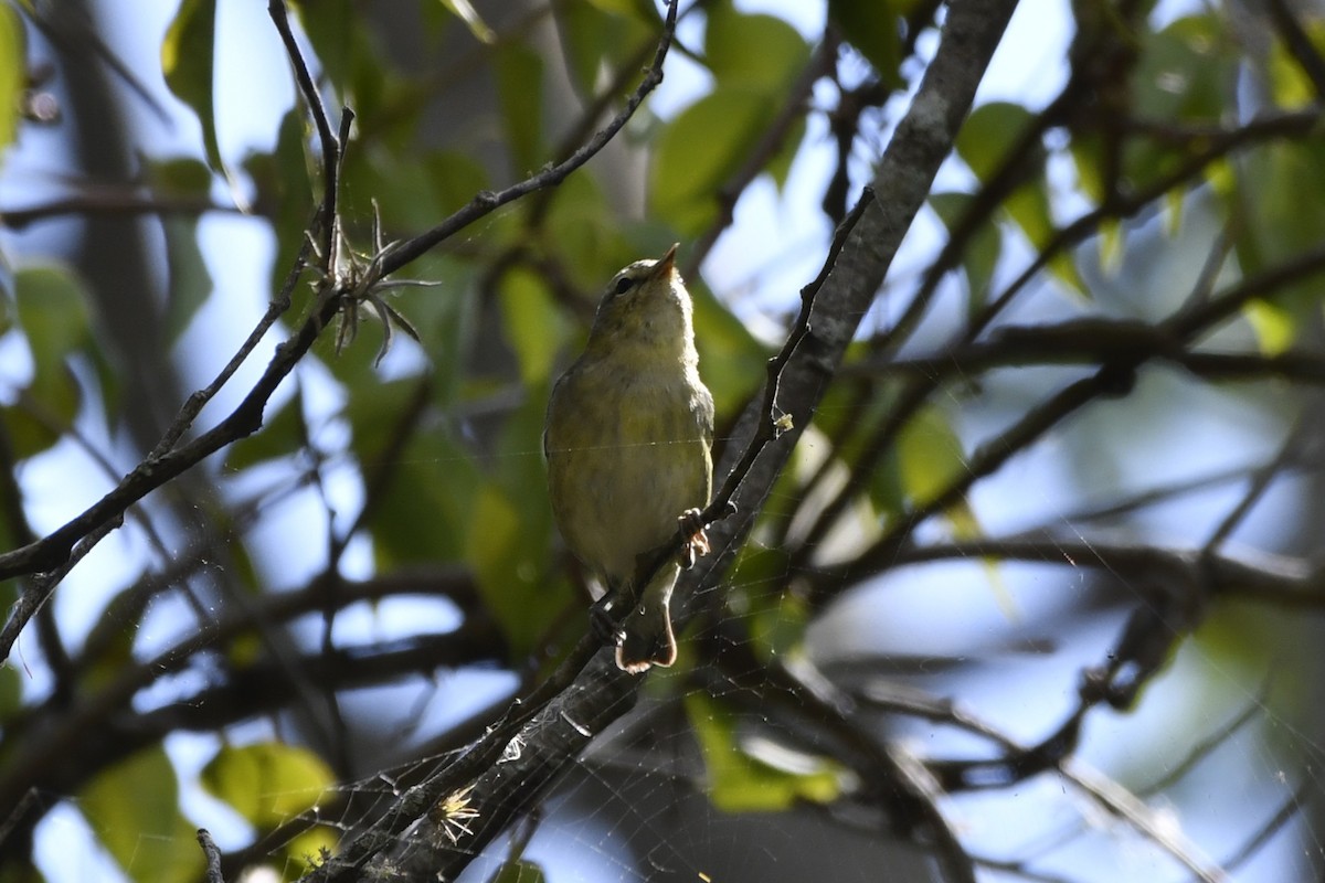 Червоїд світлобровий - ML644723546