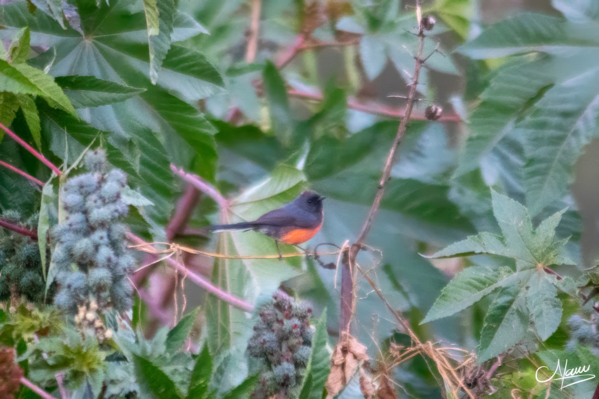 Slate-throated Redstart - ML644723547