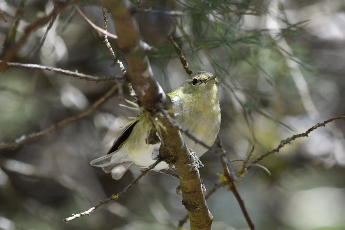 Червоїд світлобровий - ML644723548