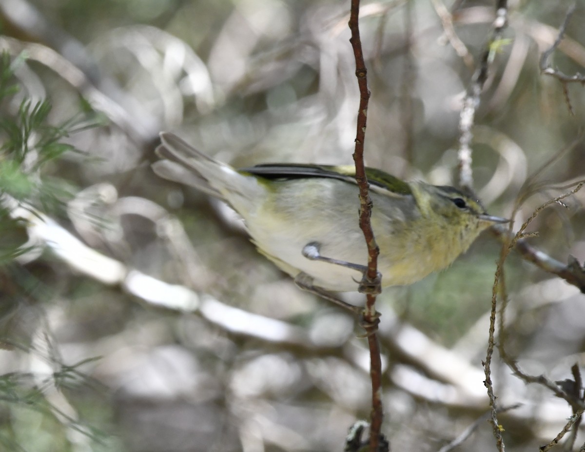 Червоїд світлобровий - ML644723549