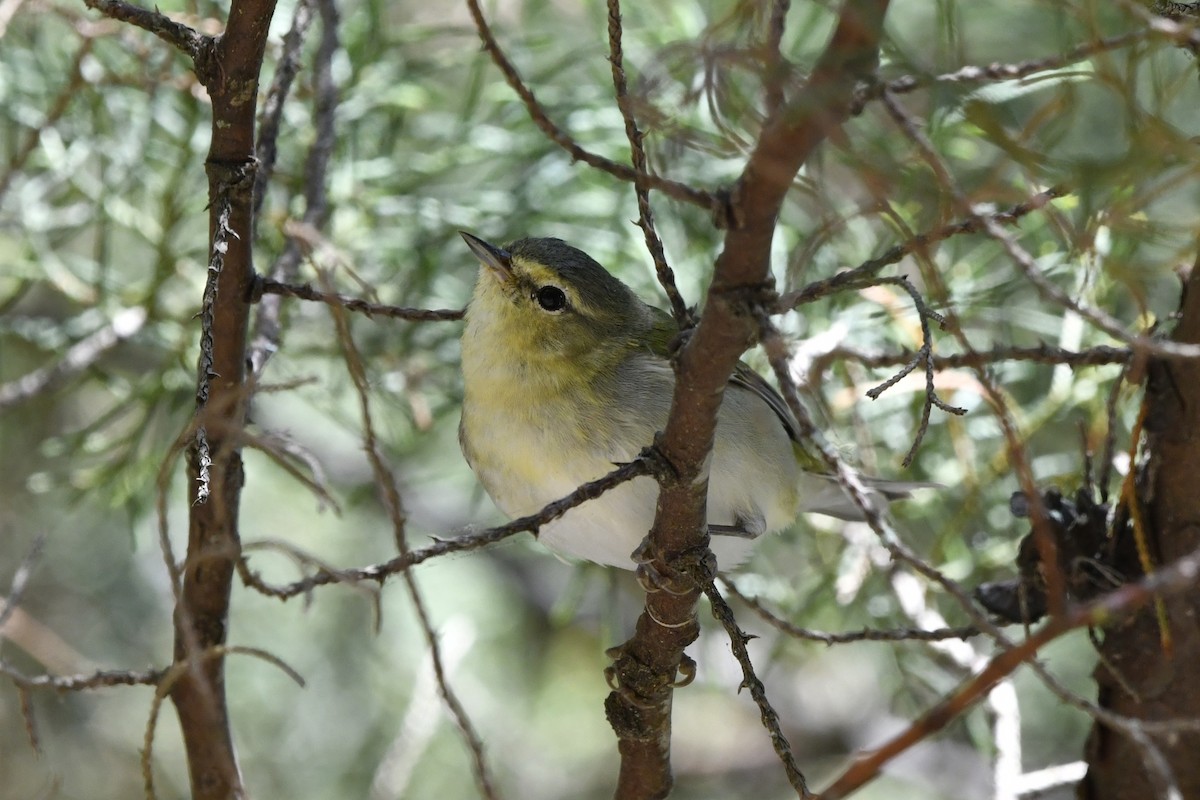 Червоїд світлобровий - ML644723550