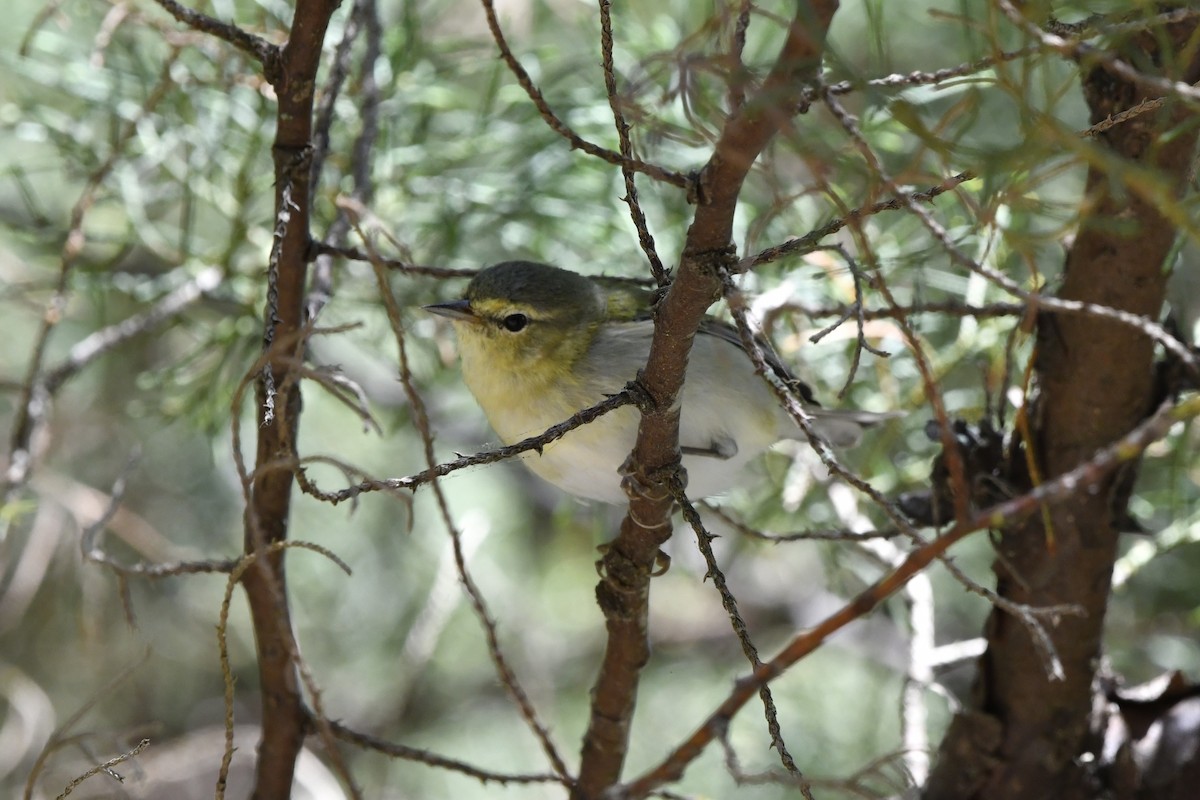 Червоїд світлобровий - ML644723551