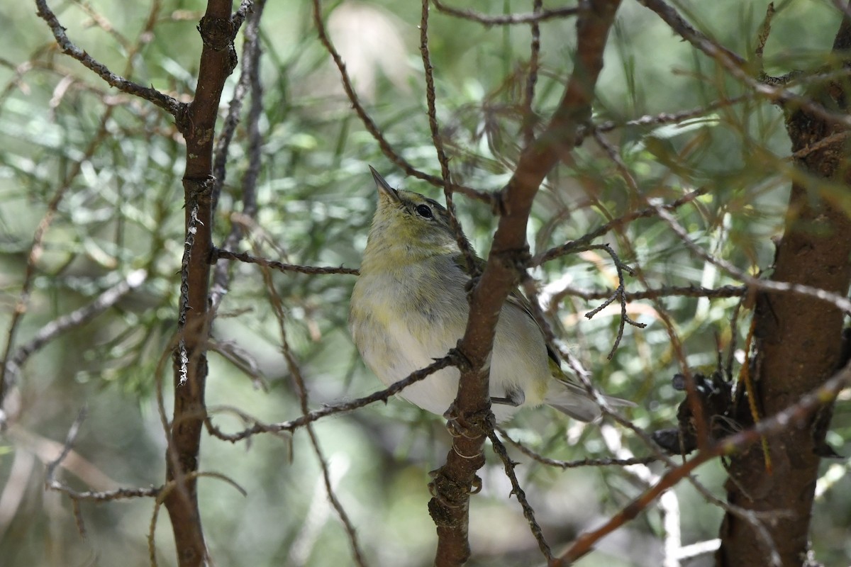 Червоїд світлобровий - ML644723552