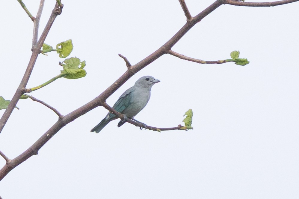 Sayaca Tanager - ML644723564
