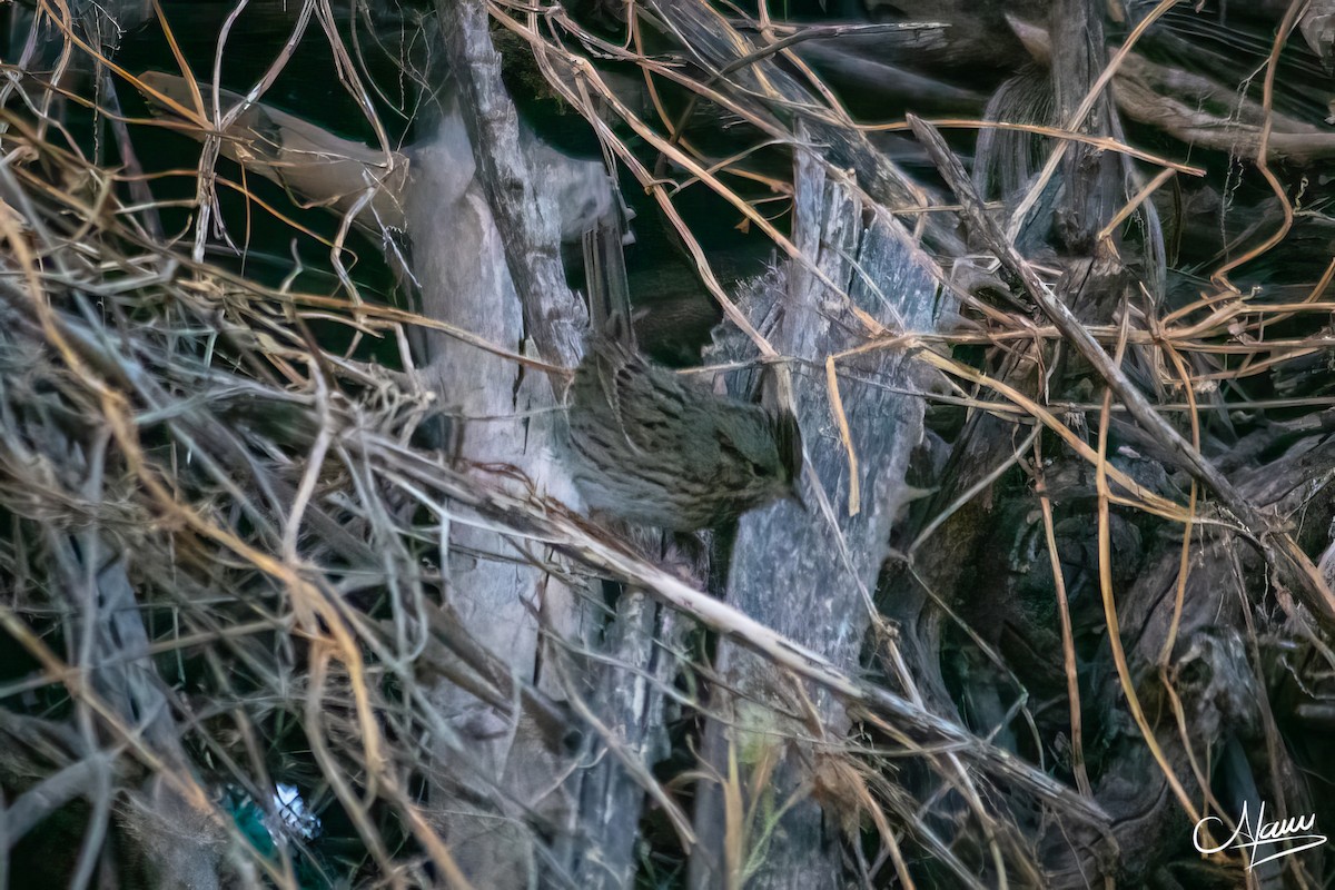 strnadec pruhohlavý - ML644723567