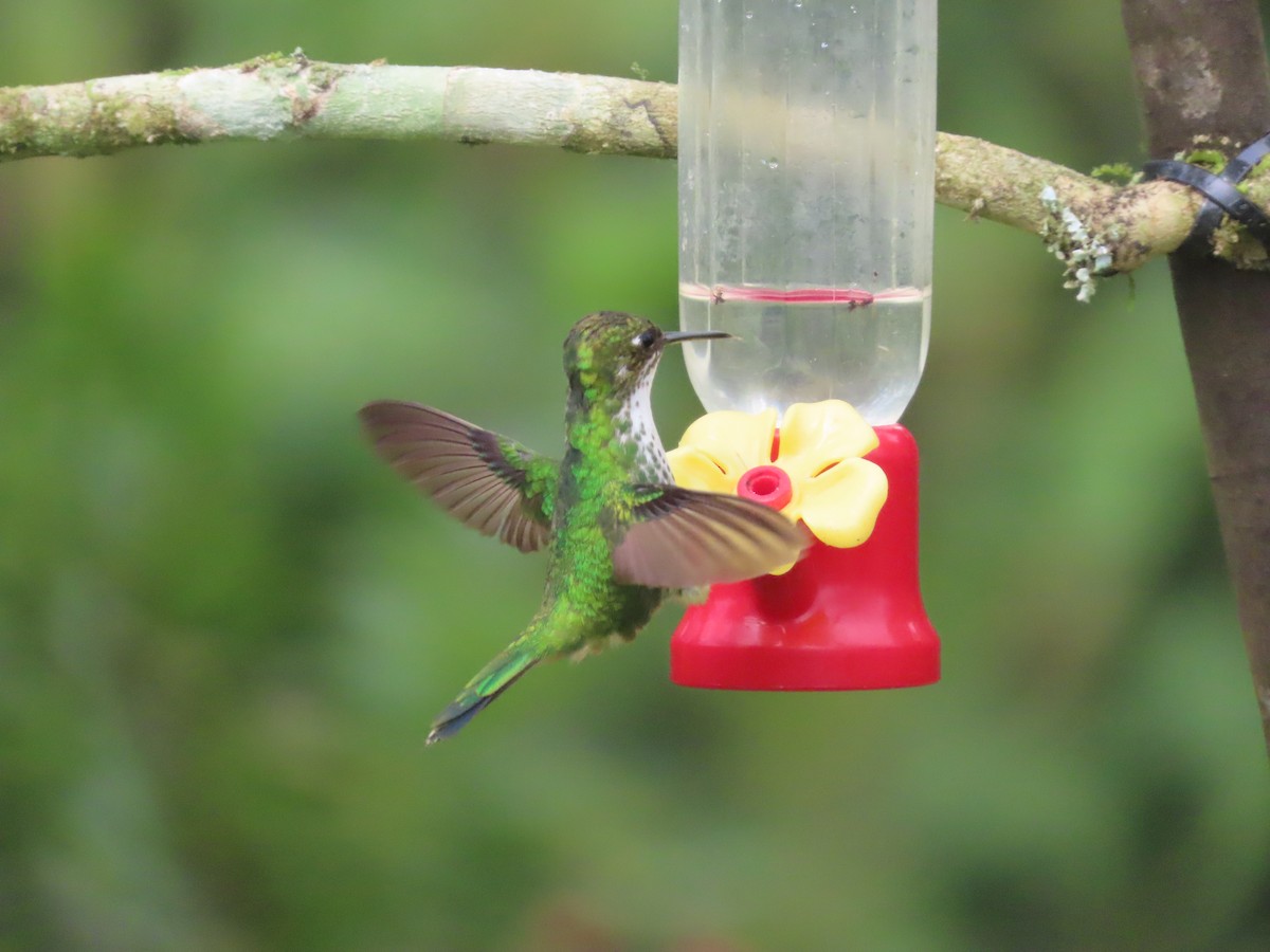 vimpelkolibri - ML644723588