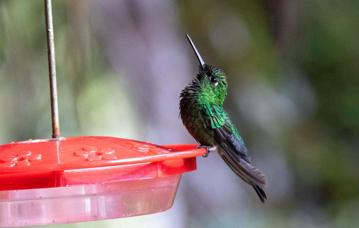 Green-crowned Brilliant - ML644723594