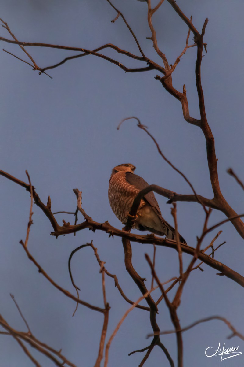 Cooper's Hawk - ML644723599