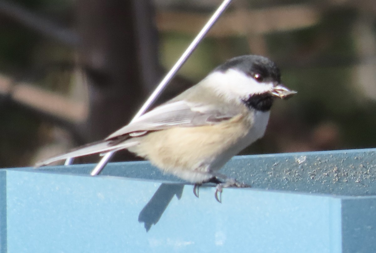 Black-capped Chickadee - ML644723601