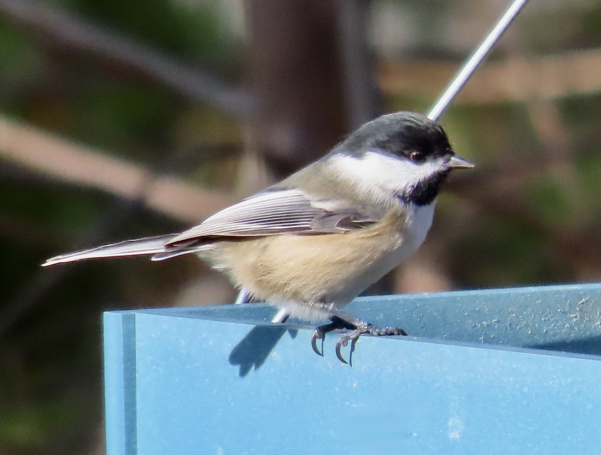 Black-capped Chickadee - ML644723602