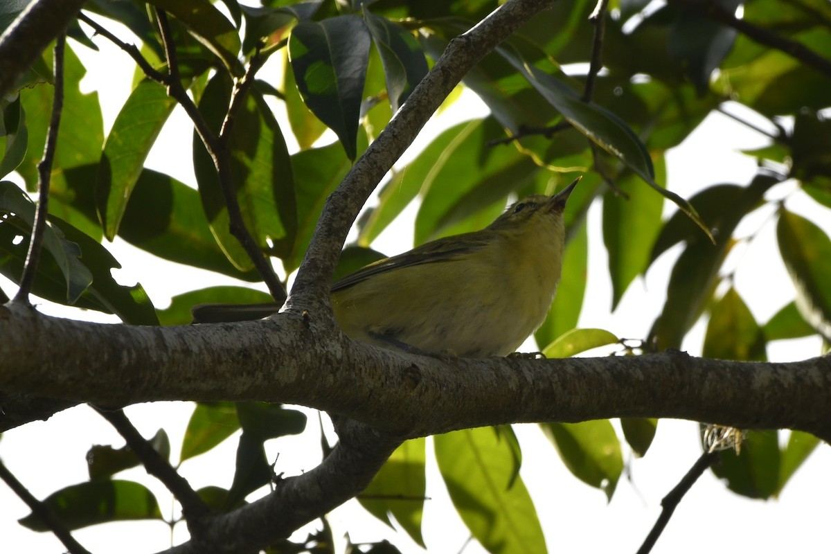 Червоїд світлобровий - ML644723603