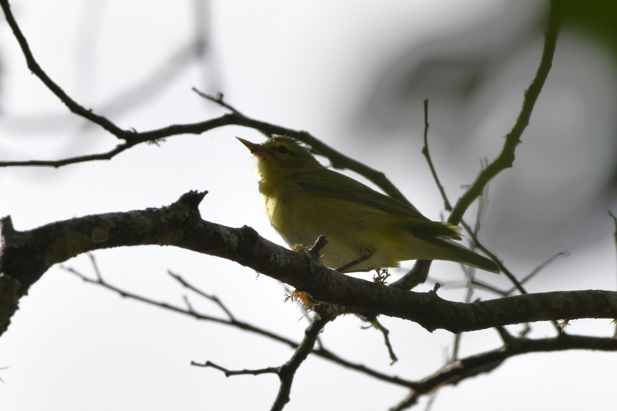 Червоїд світлобровий - ML644723604