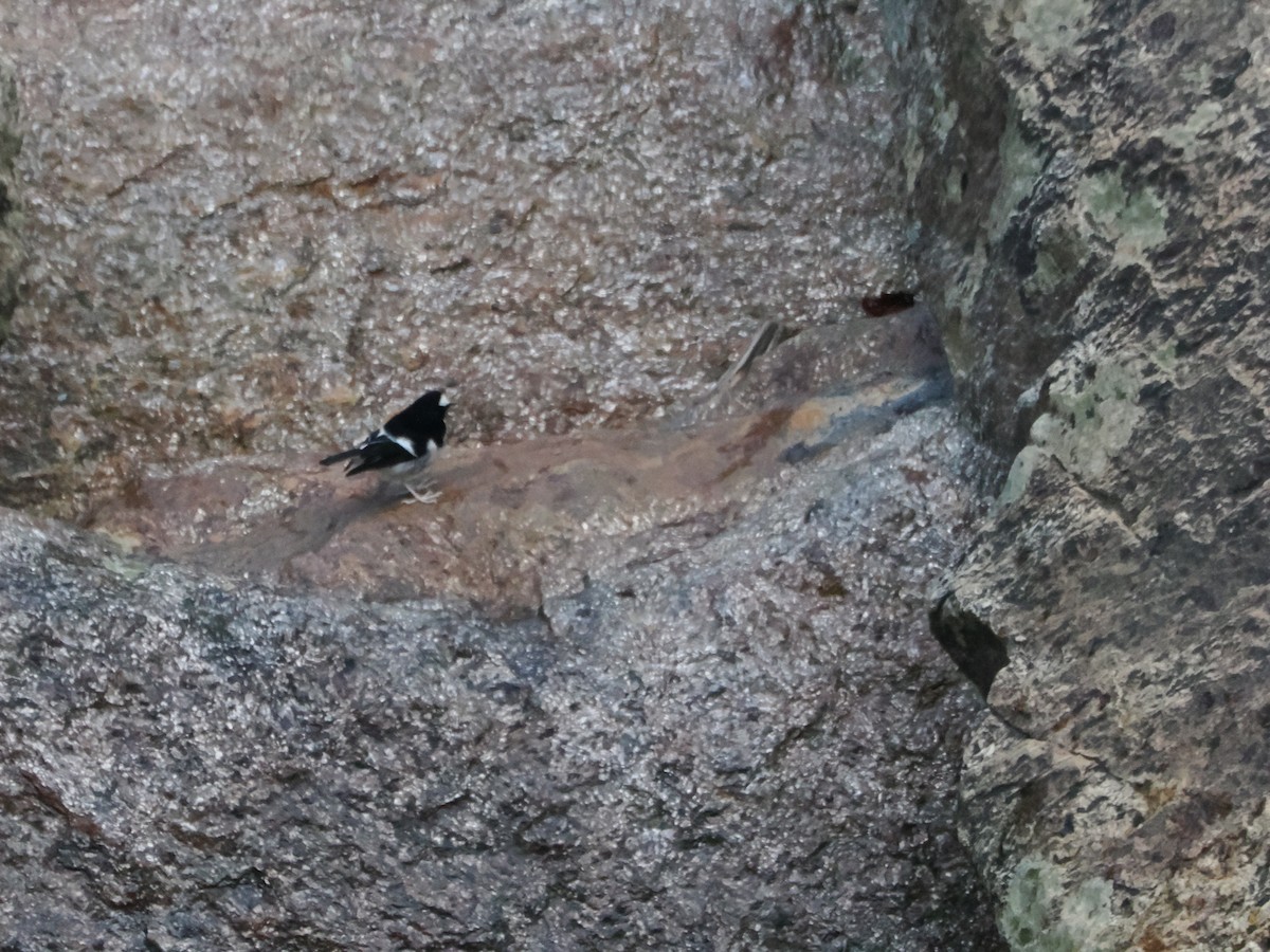 Little Forktail - ML644723617