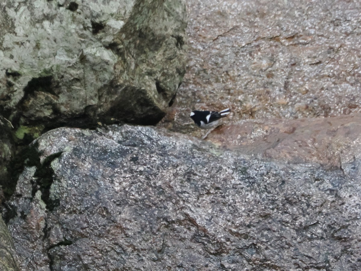 Little Forktail - ML644723618