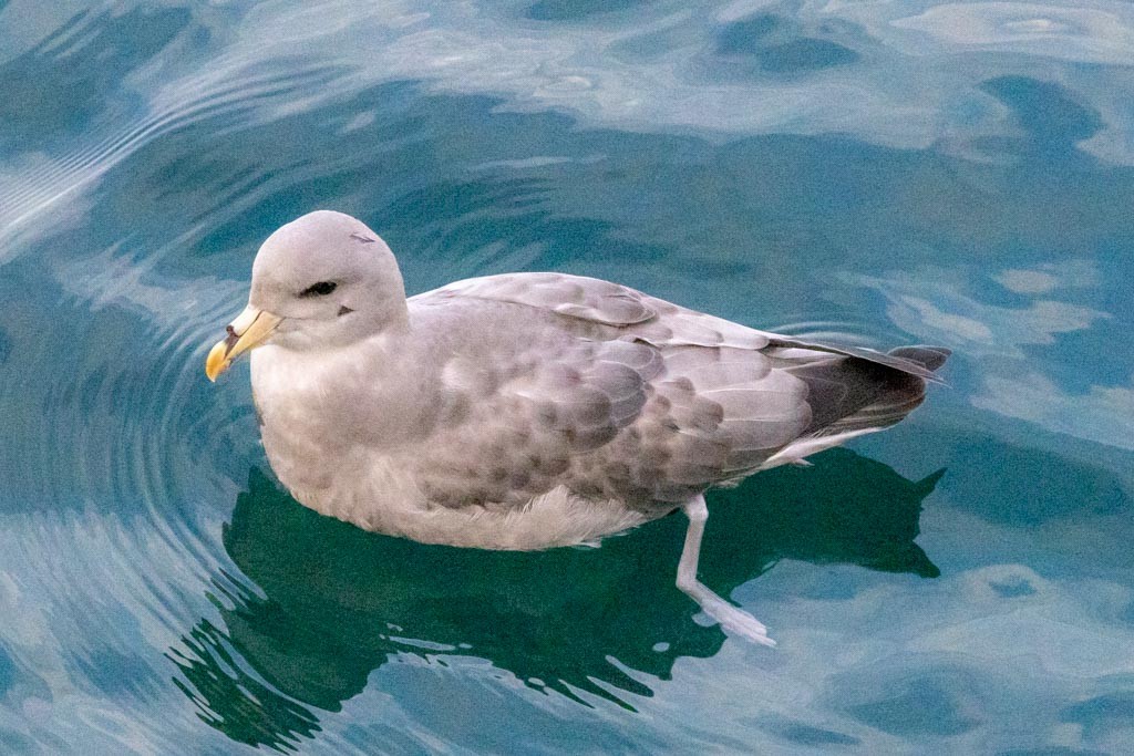 Northern Fulmar - ML644723643