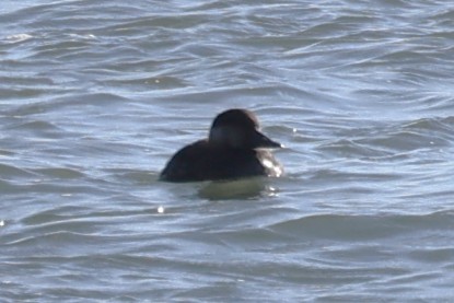 Amerika Kara Ördeği - ML644723654