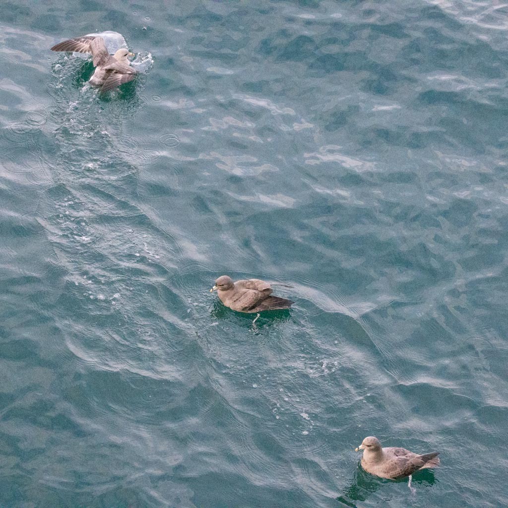 Northern Fulmar - ML644723663